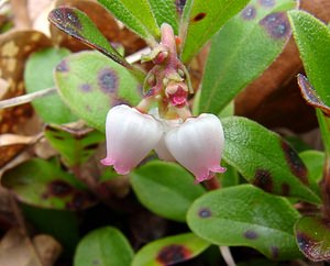 Arctostaphylos uva-ursi (Ericaceae)  - Busserole raisin-d'ours, Raisin-d'ours, Arbousier traînant - Bearberry Lozere [France] 24/04/2003 - 460m