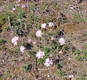 Armeria girardii (Plumbaginaceae)  - Armérie de Girard, Arméria faux jonc, Armérie faux jonc Herault [France] 22/04/2003 - 740m