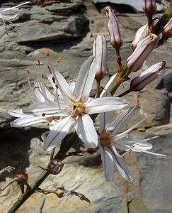Asphodelus cerasiferus (Asphodelaceae)  - Asphodèle porte-cerise, Asphodèle de Chambeiron, Asphodèle-cerise Herault [France] 22/04/2003 - 510m