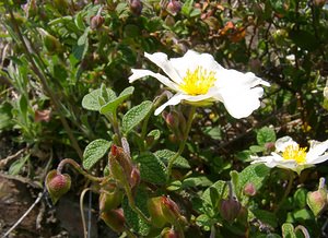 Cistus salviifolius (Cistaceae)  - Ciste à feuilles de sauge, Mondré - Sage-leaved Rock-rose Gard [France] 16/04/2003 - 450m