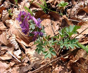 Corydalis solida (Papaveraceae)  - Corydale solide - Bird-in-a-Bush Lozere [France] 23/04/2003 - 1450m