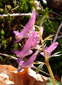 Corydalis solida (Papaveraceae)  - Corydale solide - Bird-in-a-Bush Lozere [France] 23/04/2003 - 1450m