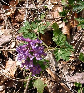 Corydalis solida (Papaveraceae)  - Corydale solide - Bird-in-a-Bush Lozere [France] 23/04/2003 - 1450m