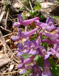 Corydalis solida (Papaveraceae)  - Corydale solide - Bird-in-a-Bush Lozere [France] 23/04/2003 - 1450mnoter l'?peron perc? par des insectes d?pourvus de trompe qui utilisent ce moyen pour acc?der au nectar (d?jouant par ce biais la strat?gie de pollinisation de la fleur)