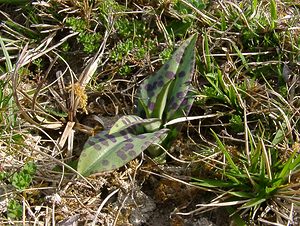 Dactylorhiza fuchsii (Orchidaceae)  - Dactylorhize de Fuchs, Orchis de Fuchs, Orchis tacheté des bois, Orchis de Meyer, Orchis des bois - Common Spotted-orchid Pas-de-Calais [France] 05/04/2003 - 150m