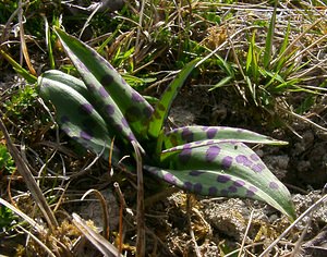 Dactylorhiza fuchsii (Orchidaceae)  - Dactylorhize de Fuchs, Orchis de Fuchs, Orchis tacheté des bois, Orchis de Meyer, Orchis des bois - Common Spotted-orchid Pas-de-Calais [France] 05/04/2003 - 150m