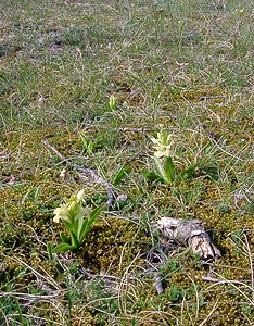 Dactylorhiza sambucina (Orchidaceae)  - Dactylorhize sureau, Orchis sureau Herault [France] 22/04/2003 - 740m