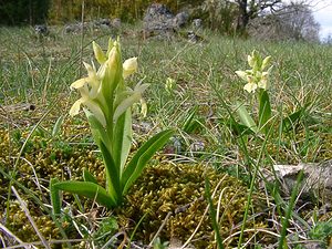 Dactylorhiza sambucina (Orchidaceae)  - Dactylorhize sureau, Orchis sureau Herault [France] 22/04/2003 - 740m