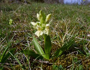 Dactylorhiza sambucina (Orchidaceae)  - Dactylorhize sureau, Orchis sureau Herault [France] 22/04/2003 - 740m