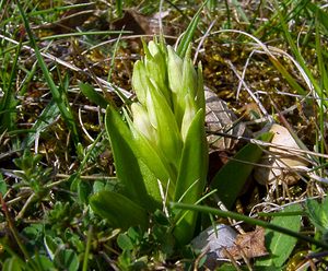 Dactylorhiza sambucina (Orchidaceae)  - Dactylorhize sureau, Orchis sureau Herault [France] 22/04/2003 - 740m