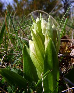 Dactylorhiza sambucina (Orchidaceae)  - Dactylorhize sureau, Orchis sureau Herault [France] 22/04/2003 - 740m