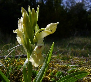 Dactylorhiza sambucina (Orchidaceae)  - Dactylorhize sureau, Orchis sureau Herault [France] 22/04/2003 - 740m