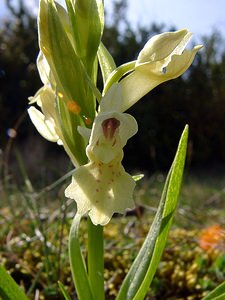 Dactylorhiza sambucina (Orchidaceae)  - Dactylorhize sureau, Orchis sureau Herault [France] 22/04/2003 - 740m