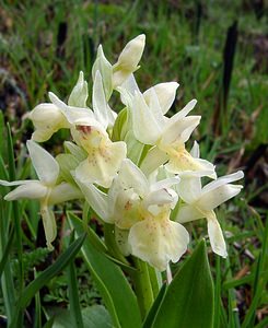 Dactylorhiza sambucina (Orchidaceae)  - Dactylorhize sureau, Orchis sureau Gard [France] 23/04/2003 - 1010m