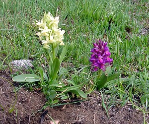 Dactylorhiza sambucina (Orchidaceae)  - Dactylorhize sureau, Orchis sureau Gard [France] 23/04/2003 - 1010mavec ? gauche la forme 