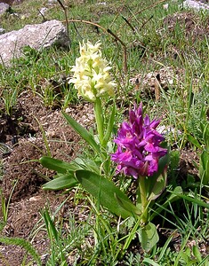 Dactylorhiza sambucina (Orchidaceae)  - Dactylorhize sureau, Orchis sureau Gard [France] 23/04/2003 - 1010mavec derri?re la forme 