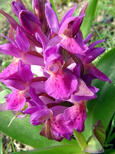 Dactylorhiza sambucina (Orchidaceae)  - Dactylorhize sureau, Orchis sureau Gard [France] 23/04/2003 - 1010m