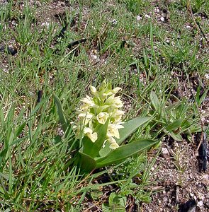 Dactylorhiza sambucina (Orchidaceae)  - Dactylorhize sureau, Orchis sureau Gard [France] 23/04/2003 - 1010m