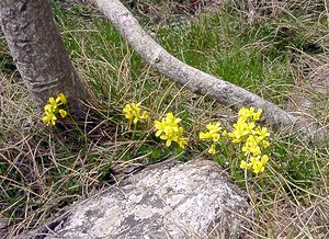 Draba aizoides (Brassicaceae)  - Drave faux aizoon - Yellow Whitlowgrass Lozere [France] 15/04/2003 - 1110m