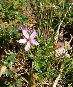 Erodium cicutarium (Geraniaceae)  - Érodium à feuilles de ciguë, Bec-de-grue - Common Stork's-bill Gard [France] 22/04/2003 - 610m