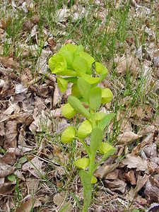 Euphorbia amygdaloides (Euphorbiaceae)  - Euphorbe faux amandier, Euphorbe des bois, Herbe à la faux - Wood Spurge Lozere [France] 15/04/2003 - 460m