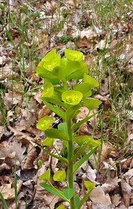 Euphorbia amygdaloides (Euphorbiaceae)  - Euphorbe faux amandier, Euphorbe des bois, Herbe à la faux - Wood Spurge Lozere [France] 15/04/2003 - 460m