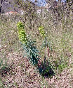 Euphorbia characias (Euphorbiaceae)  - Euphorbe characias, Euphorbe des vallons - Mediterranean Spurge Gard [France] 16/04/2003 - 470m
