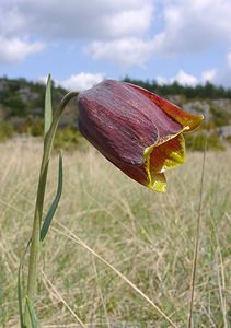 Fritillaria pyrenaica (Liliaceae)  - Fritillaire des Pyrénées, Fritillaire noire - Pyrenean Snake's-head Herault [France] 22/04/2003 - 740m