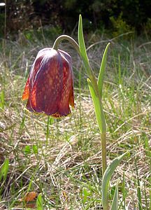 Fritillaria pyrenaica (Liliaceae)  - Fritillaire des Pyrénées, Fritillaire noire - Pyrenean Snake's-head Herault [France] 22/04/2003 - 740m