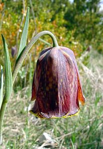 Fritillaria pyrenaica (Liliaceae)  - Fritillaire des Pyrénées, Fritillaire noire - Pyrenean Snake's-head Herault [France] 22/04/2003 - 740m