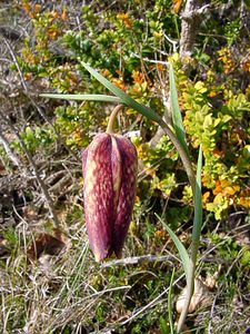 Fritillaria pyrenaica (Liliaceae)  - Fritillaire des Pyrénées, Fritillaire noire - Pyrenean Snake's-head Herault [France] 22/04/2003 - 740m