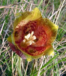 Fritillaria pyrenaica (Liliaceae)  - Fritillaire des Pyrénées, Fritillaire noire - Pyrenean Snake's-head Herault [France] 22/04/2003 - 740m