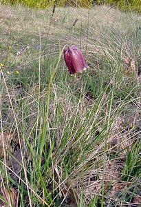 Fritillaria pyrenaica (Liliaceae)  - Fritillaire des Pyrénées, Fritillaire noire - Pyrenean Snake's-head Herault [France] 22/04/2003 - 740m