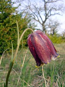 Fritillaria pyrenaica (Liliaceae)  - Fritillaire des Pyrénées, Fritillaire noire - Pyrenean Snake's-head Herault [France] 22/04/2003 - 740m