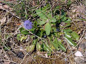 Globularia bisnagarica (Plantaginaceae)  - Globulaire ponctuée, Globulaire de Willkomm, Globulaire de Bisnagar Gard [France] 16/04/2003 - 440m