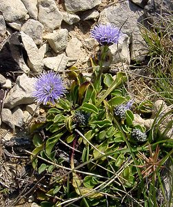 Globularia bisnagarica (Plantaginaceae)  - Globulaire ponctuée, Globulaire de Willkomm, Globulaire de Bisnagar Herault [France] 16/04/2003 - 200m