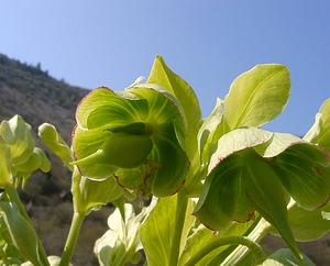 Helleborus foetidus (Ranunculaceae)  - Ellébore fétide, Pied-de-griffon - Stinking Hellebore Gard [France] 16/04/2003 - 470m