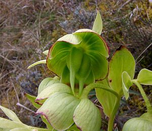 Helleborus foetidus (Ranunculaceae)  - Ellébore fétide, Pied-de-griffon - Stinking Hellebore Lozere [France] 15/04/2003 - 460m