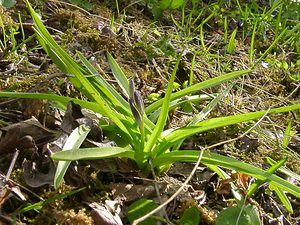 Hyacinthoides non-scripta (Asparagaceae)  - Jacinthe des bois - Bluebell Pas-de-Calais [France] 05/04/2003 - 150m