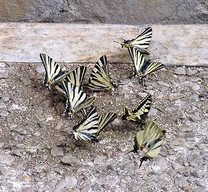 Iphiclides podalirius (Papilionidae)  - Flambé - Scarce Swallowtail Herault [France] 17/04/2003 - 670mgroupe de flamb?s attir?s par de l'urine de chien