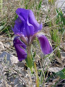 Iris lutescens (Iridaceae)  - Iris jaunissant, Iris jaunâtre, Iris nain Gard [France] 16/04/2003 - 640m