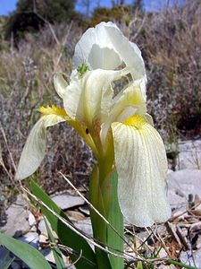 Iris lutescens (Iridaceae)  - Iris jaunissant, Iris jaunâtre, Iris nain Gard [France] 16/04/2003 - 640m
