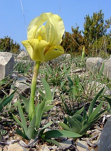 Iris lutescens (Iridaceae)  - Iris jaunissant, Iris jaunâtre, Iris nain Gard [France] 18/04/2003 - 630m
