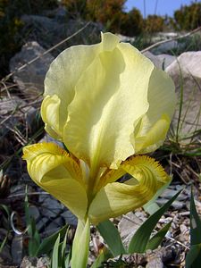 Iris lutescens (Iridaceae)  - Iris jaunissant, Iris jaunâtre, Iris nain Gard [France] 18/04/2003 - 630m