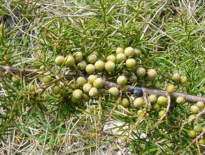 Juniperus communis (Cupressaceae)  - Genévrier commun, Genièvre, Peteron Pas-de-Calais [France] 05/04/2003 - 160m