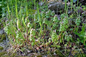 Lamium purpureum (Lamiaceae)  - Lamier pourpre, Ortie rouge - Red Dead-nettle Gard [France] 22/04/2003 - 610m