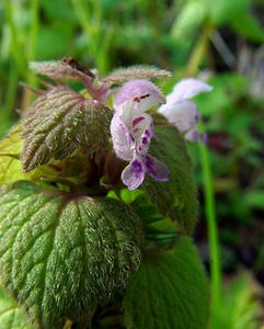 Lamium purpureum (Lamiaceae)  - Lamier pourpre, Ortie rouge - Red Dead-nettle Gard [France] 22/04/2003 - 610m