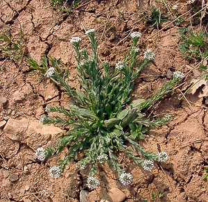 Lepidium heterophyllum (Brassicaceae)  - Passerage hétérophylle - Smith's Pepperwort Gard [France] 18/04/2003 - 630m