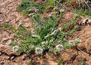 Lepidium heterophyllum (Brassicaceae)  - Passerage hétérophylle - Smith's Pepperwort Gard [France] 18/04/2003 - 630m