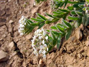 Lepidium heterophyllum (Brassicaceae)  - Passerage hétérophylle - Smith's Pepperwort Gard [France] 18/04/2003 - 630m